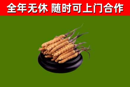 平度烟酒回收冬虫夏草.jpg