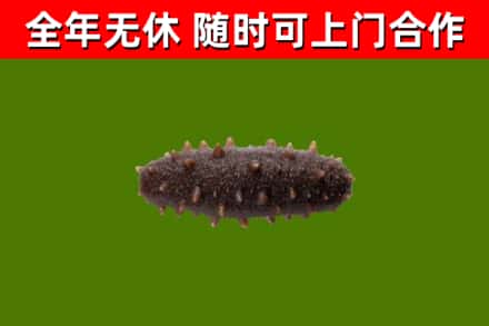 平度烟酒回收干海参.jpg